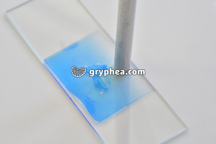 Fibres musculaires étape 5 - gryphea.com